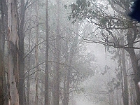 Pic-09 - Tingaringy Trailer trip - in the mist